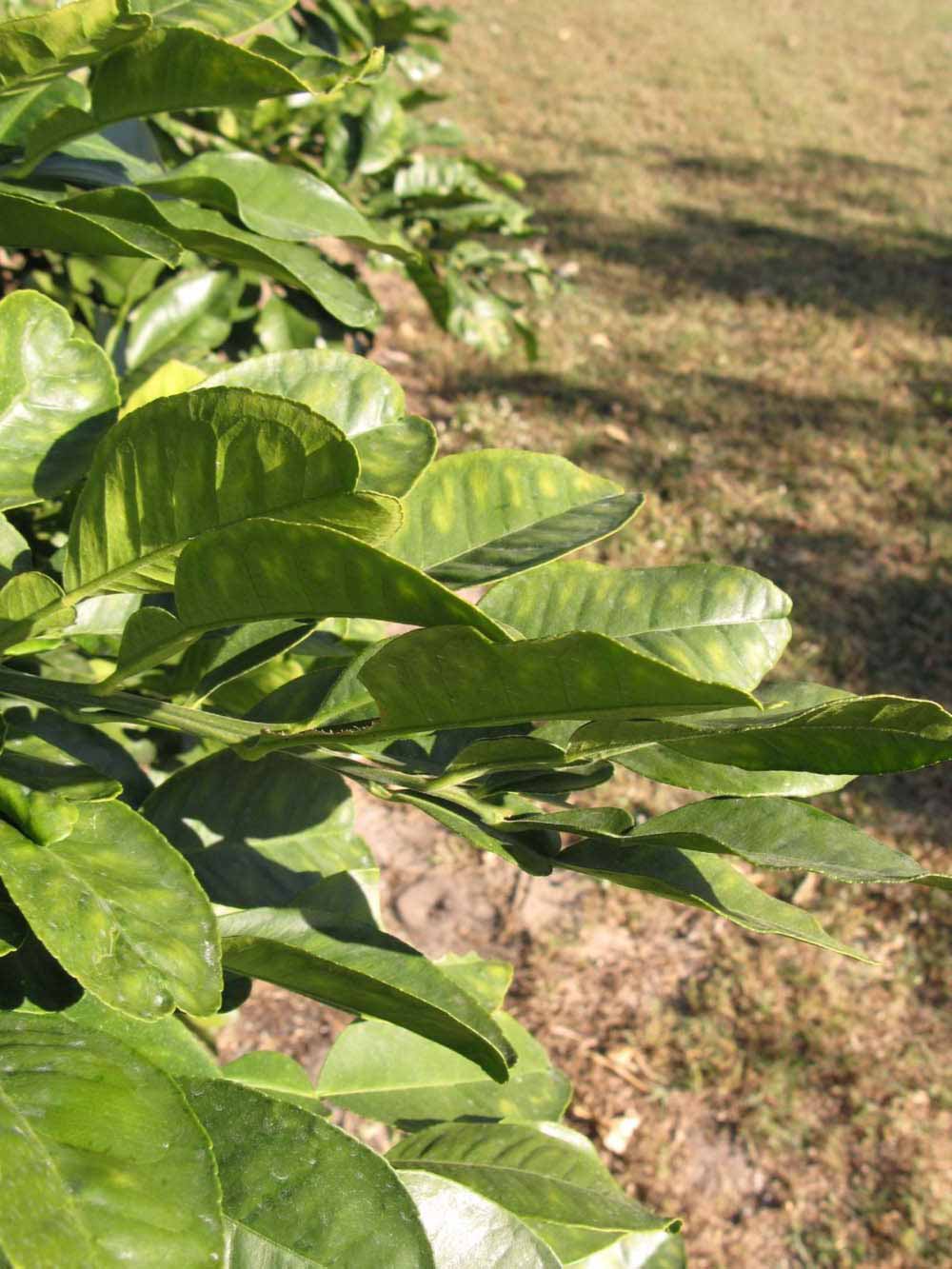           Sun leaves (Winter Haven, FL)   